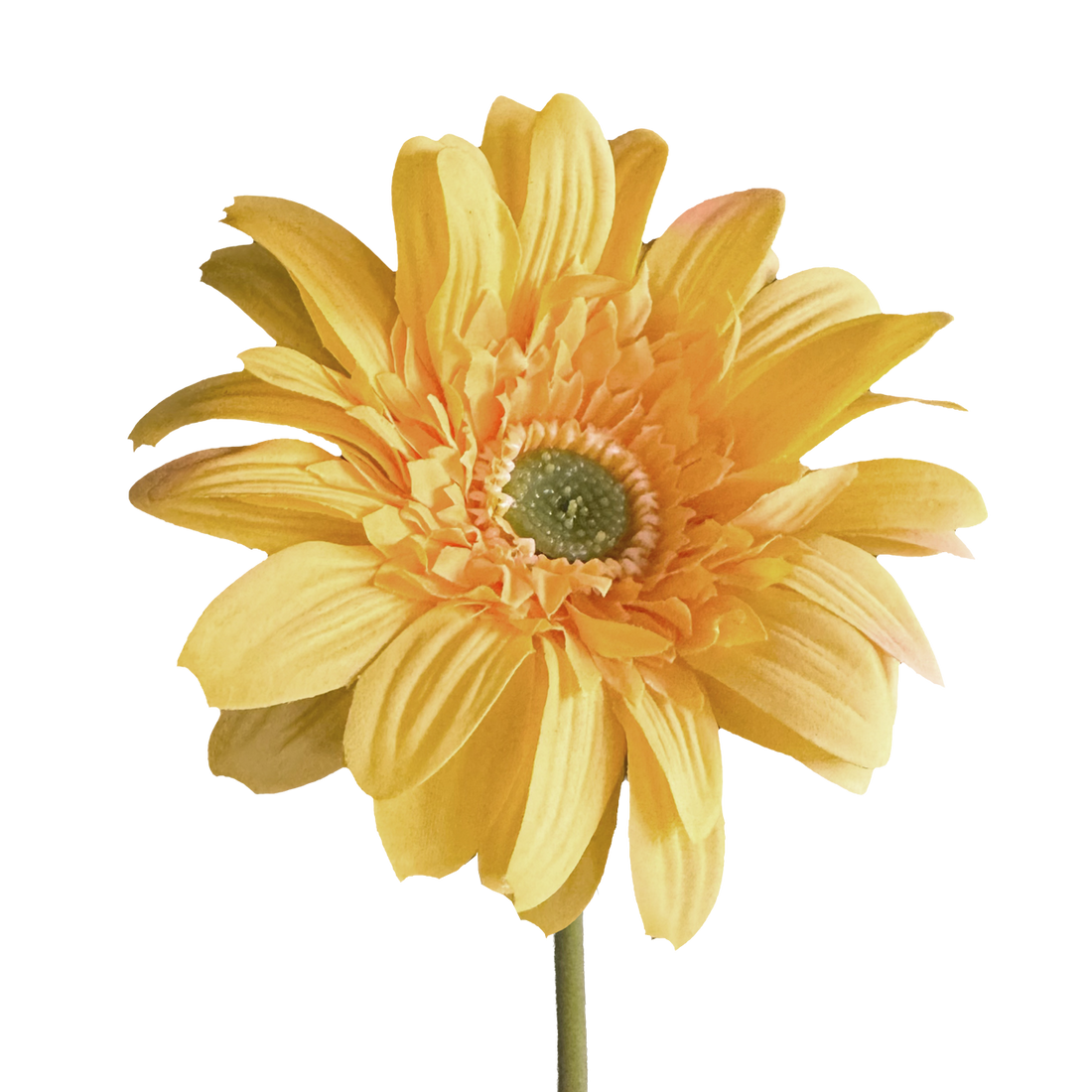 Gerbera — Golden Yellow