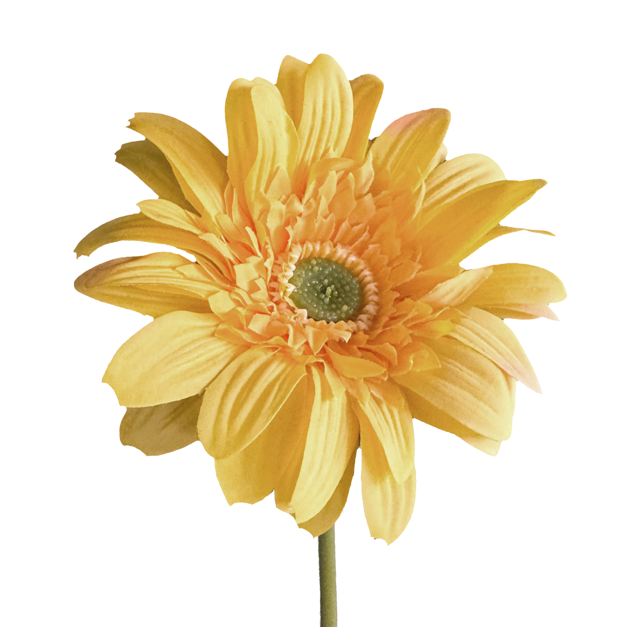 Gerbera — Golden Yellow