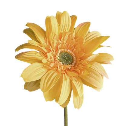 Gerbera — Golden Yellow