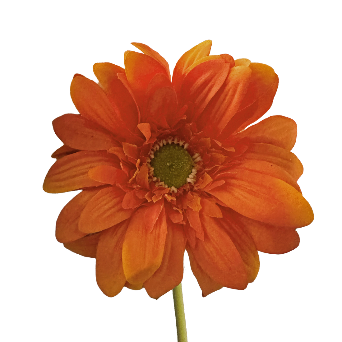 Gerbera — Persimmon Orange