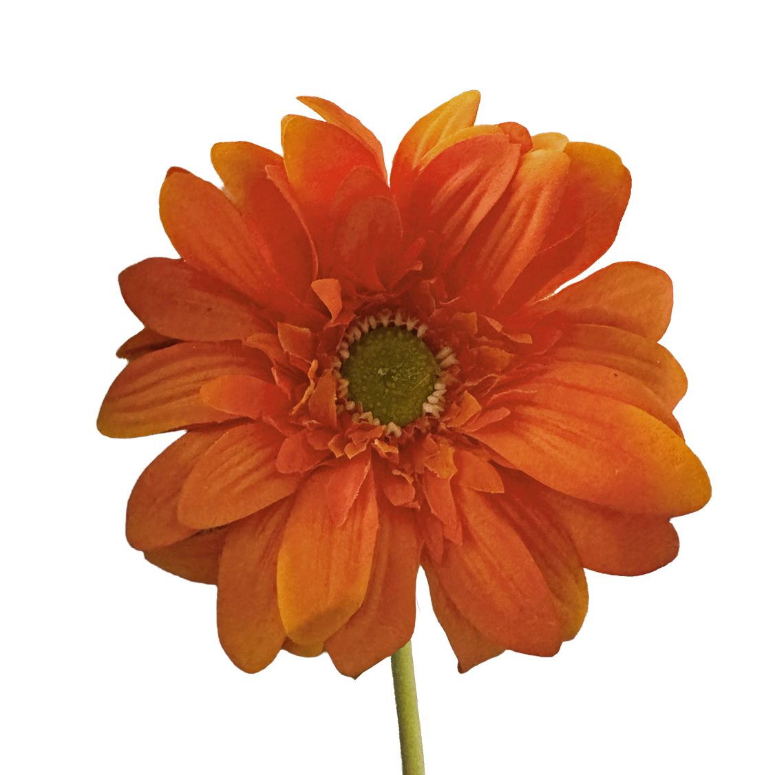 Gerbera — Persimmon Orange