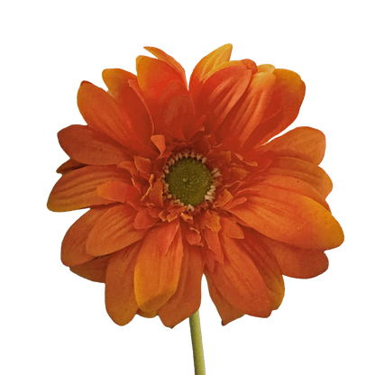Gerbera — Persimmon Orange