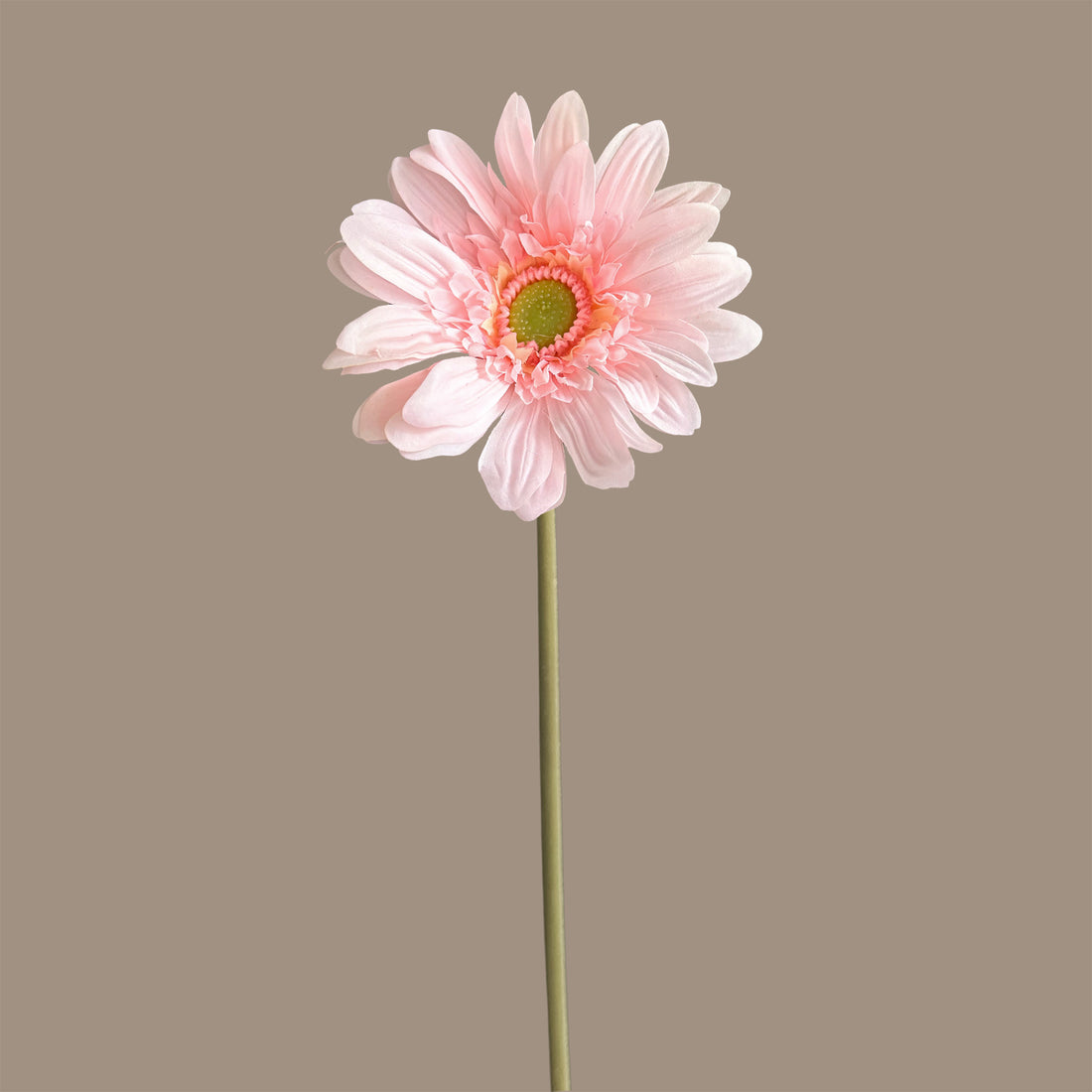 Gerbera — Tender Pink