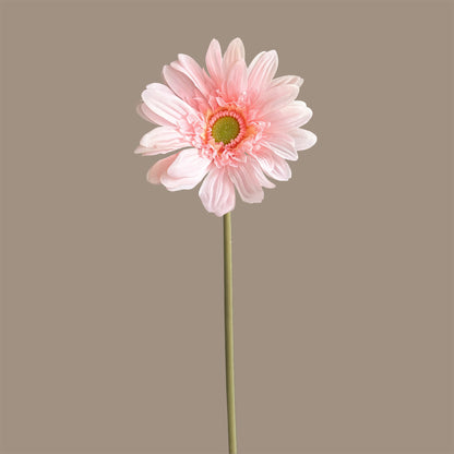 Gerbera — Tender Pink