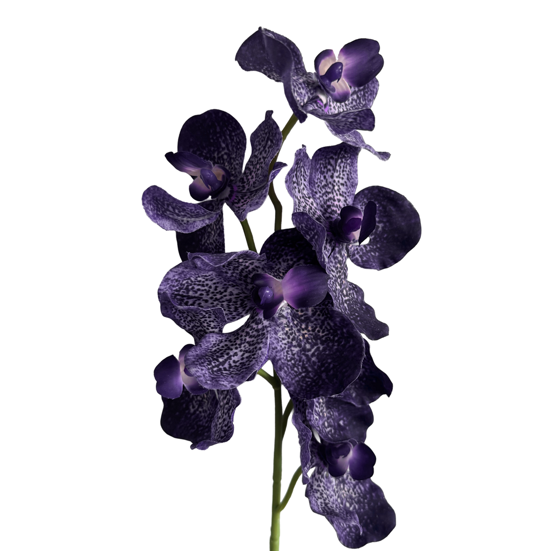 Vanda Orchid — Smoky Violet