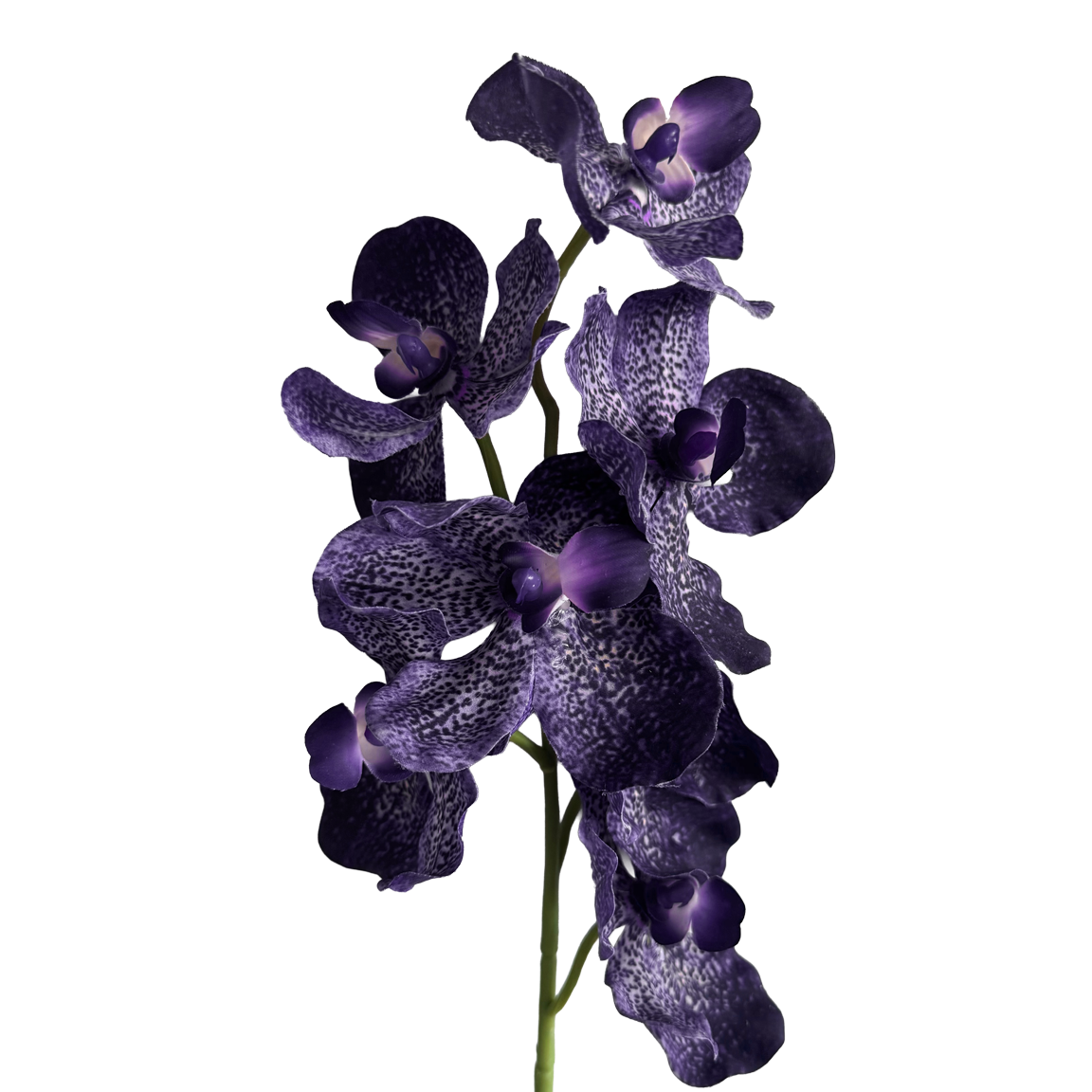 Vanda Orchid — Smoky Violet