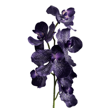 Vanda Orchid — Smoky Violet