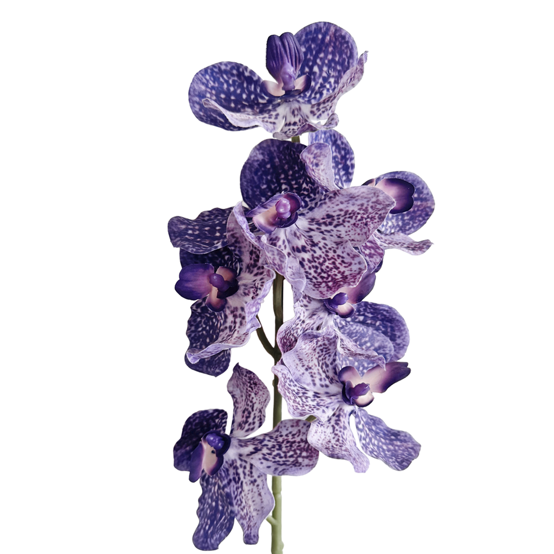 Vanda Orchid — Tonal Purple