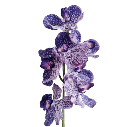 Vanda Orchid — Tonal Purple