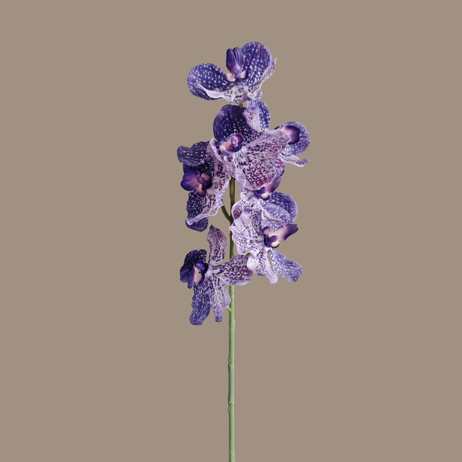Vanda Orchid — Tonal Purple