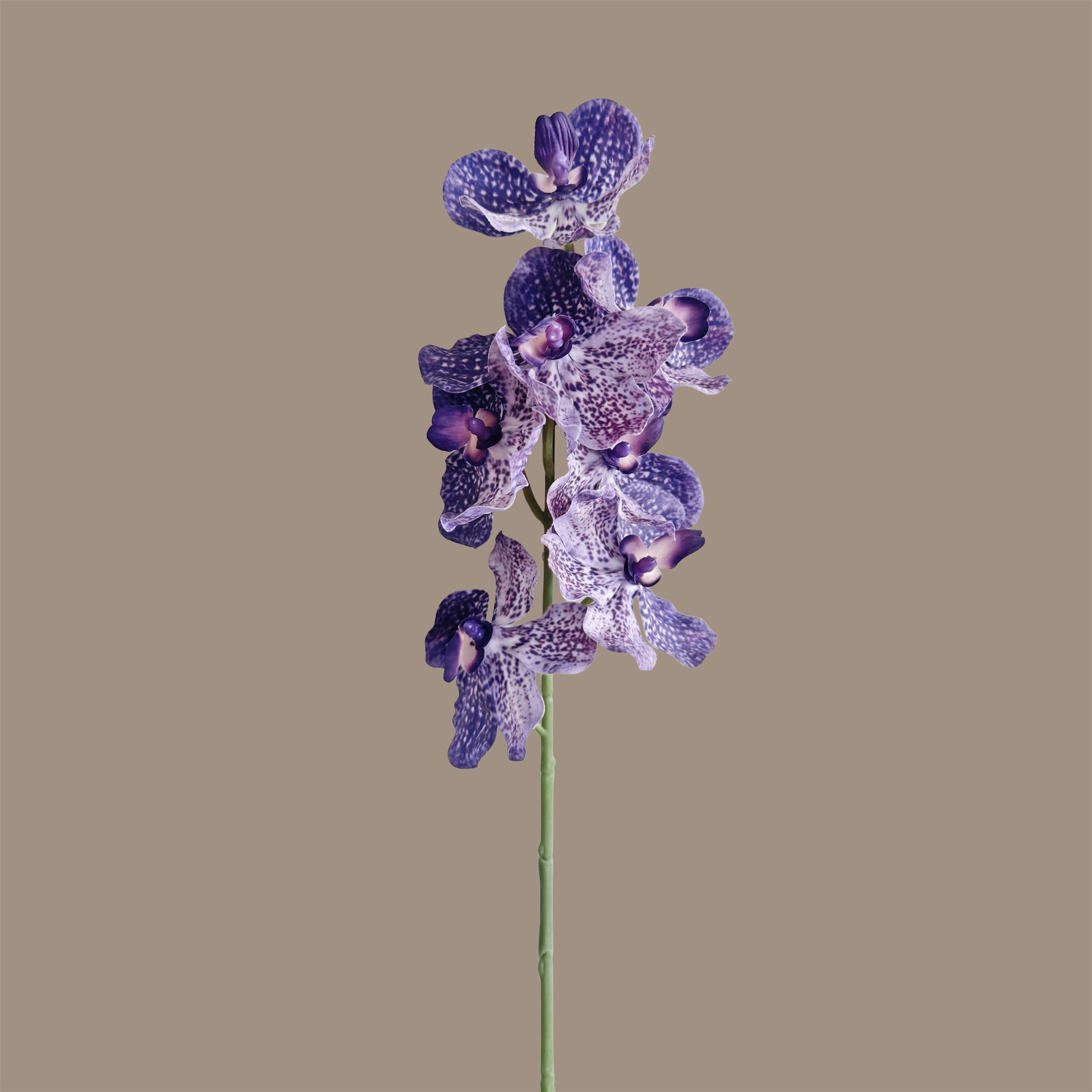 Vanda Orchid — Tonal Purple