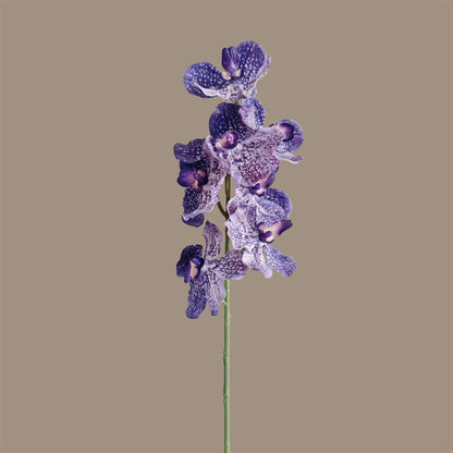 Vanda Orchid — Tonal Purple
