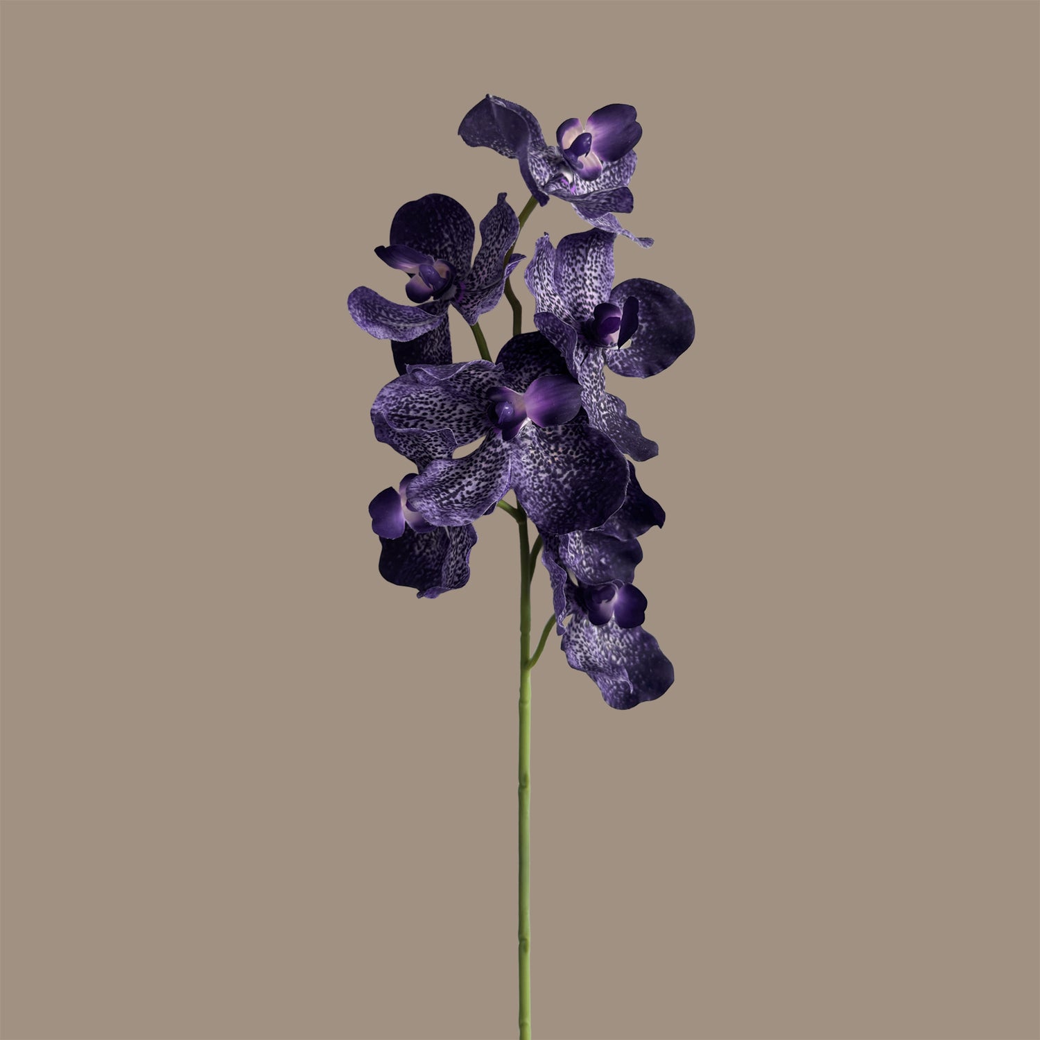 Vanda Orchid — Smoky Violet