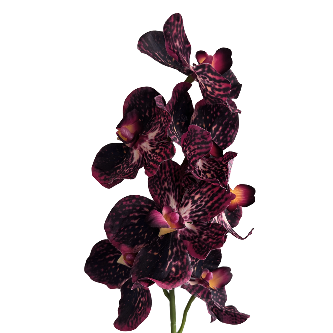 Vanda Orchid — Claret Violet Red