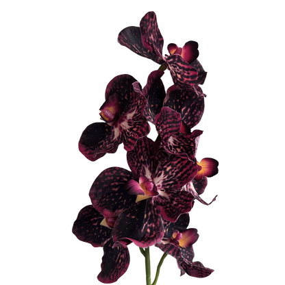 Vanda Orchid — Claret Violet Red