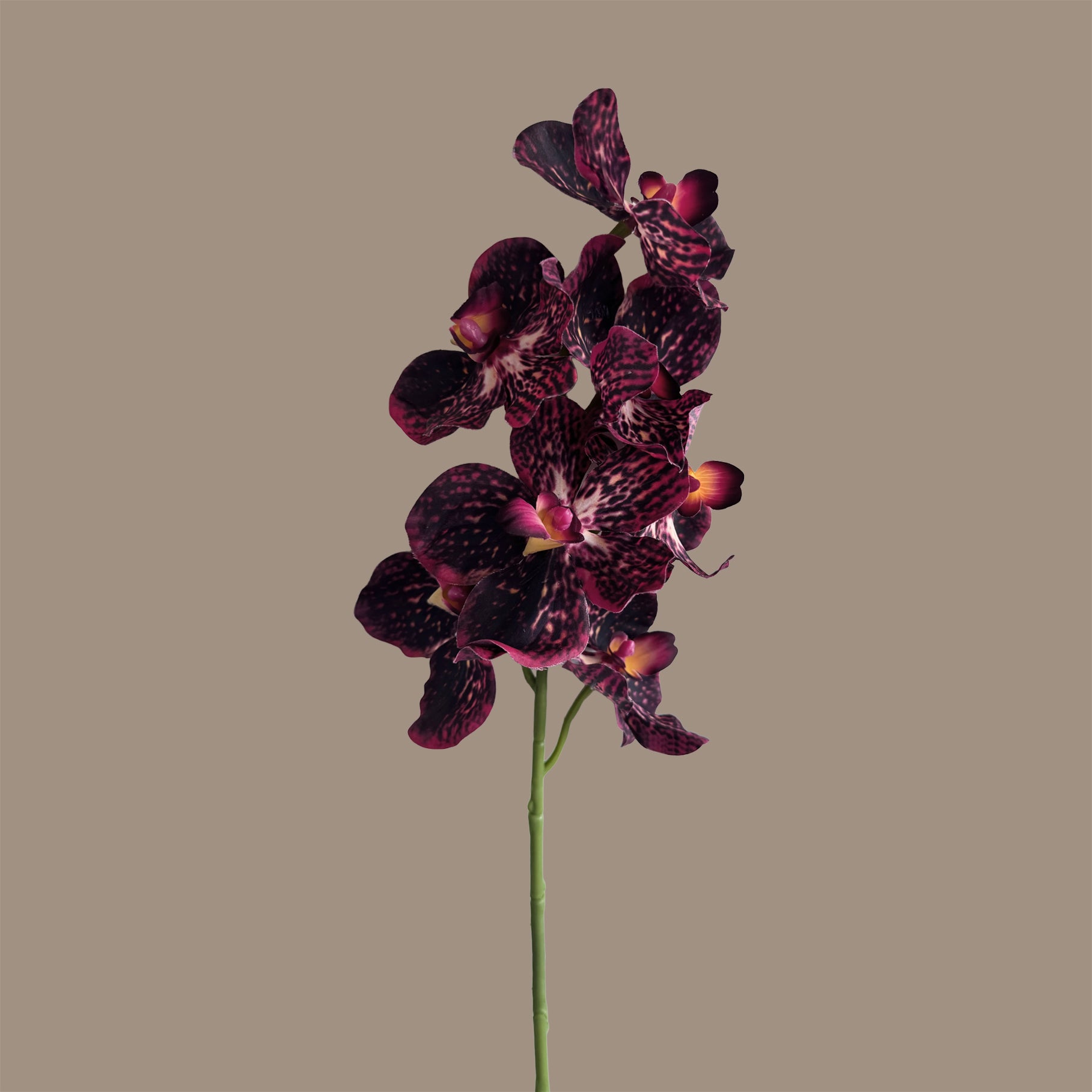 Vanda Orchid — Claret Violet Red