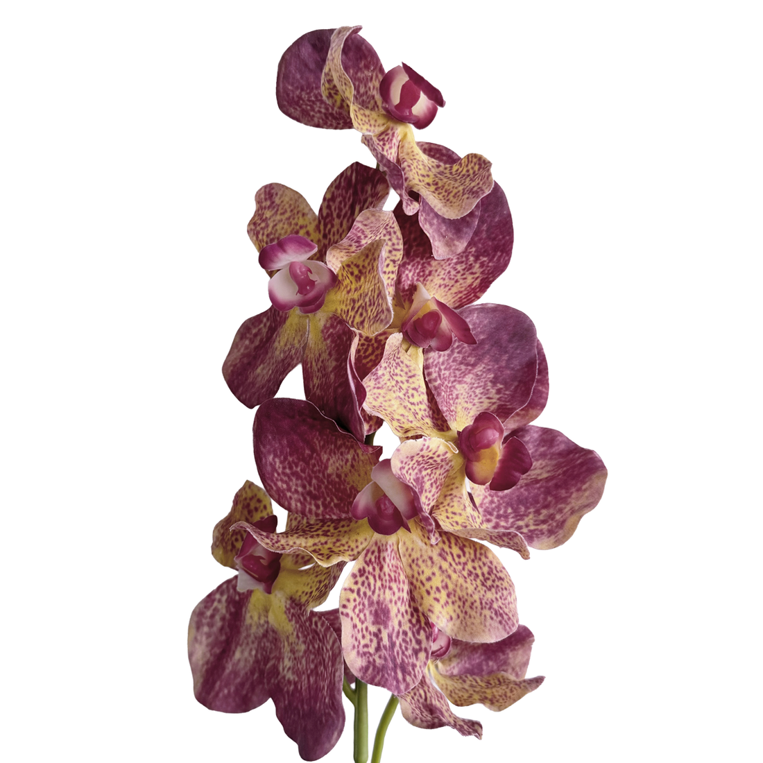 Vanda Orchid — Purple Amber