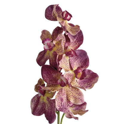 Vanda Orchid — Purple Amber
