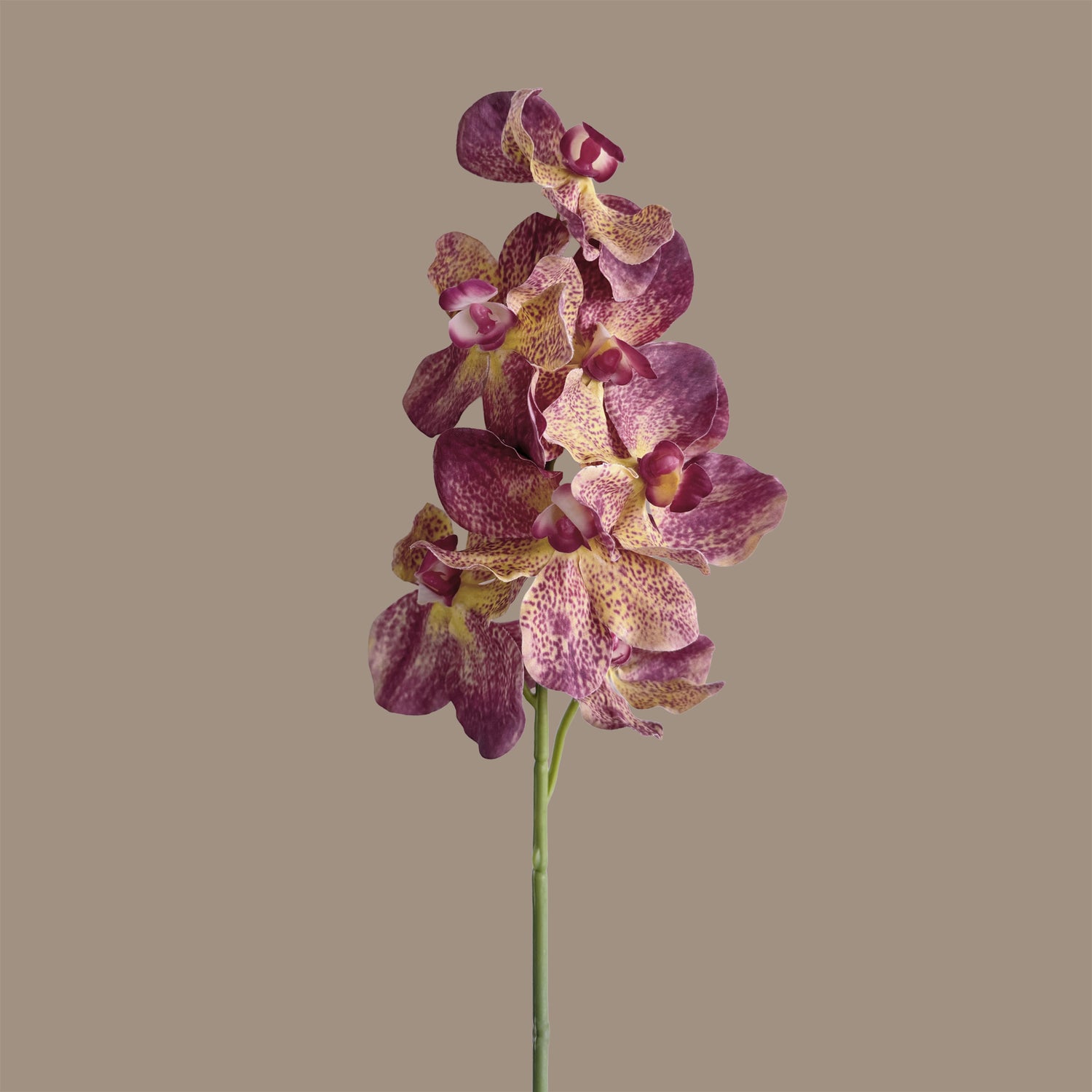 Vanda Orchid — Purple Amber