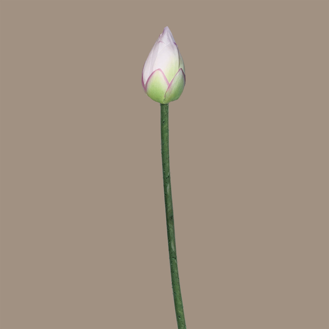 Zen Lotus Bud — Misty White