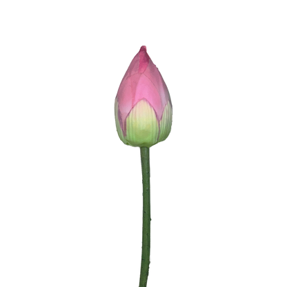 Zen Lotus Bud — Lotus Pink