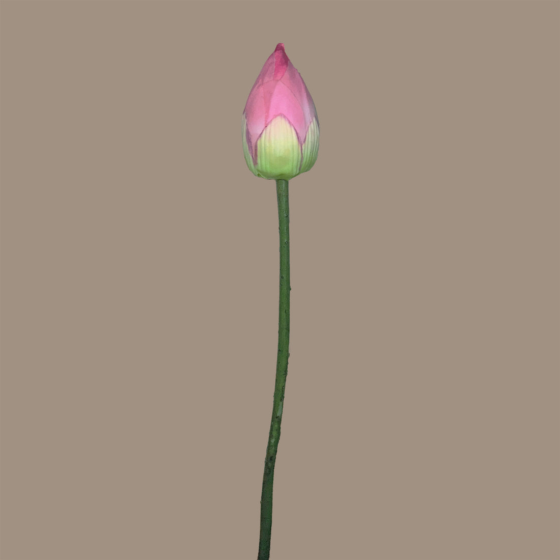 Zen Lotus Bud — Lotus Pink
