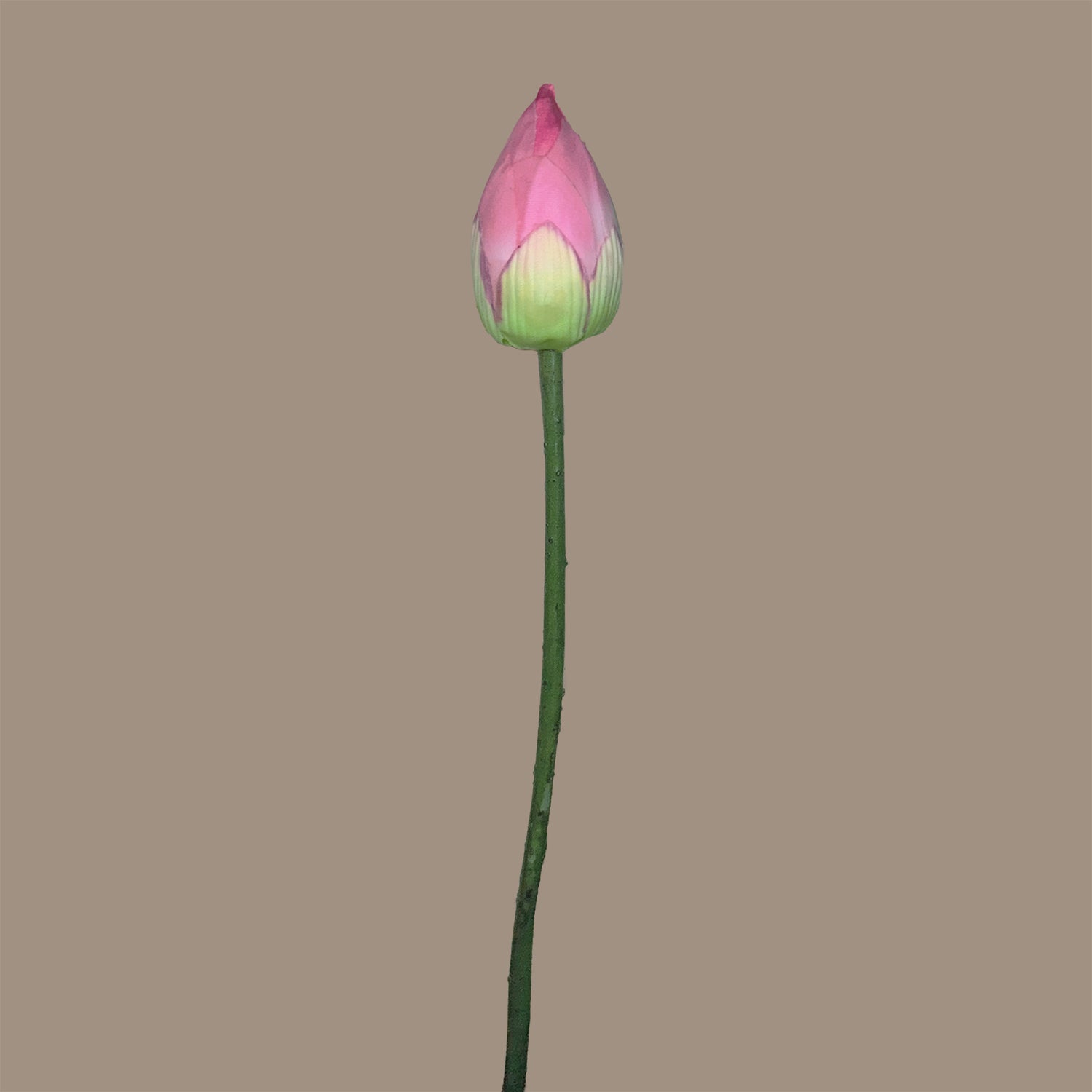 Zen Lotus Bud — Lotus Pink