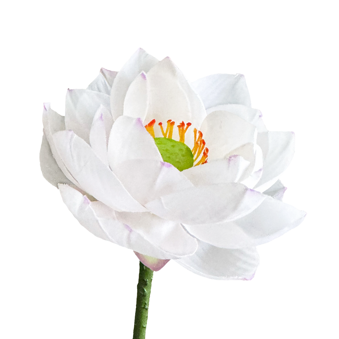 Zen Lotus Bloom — Misty White