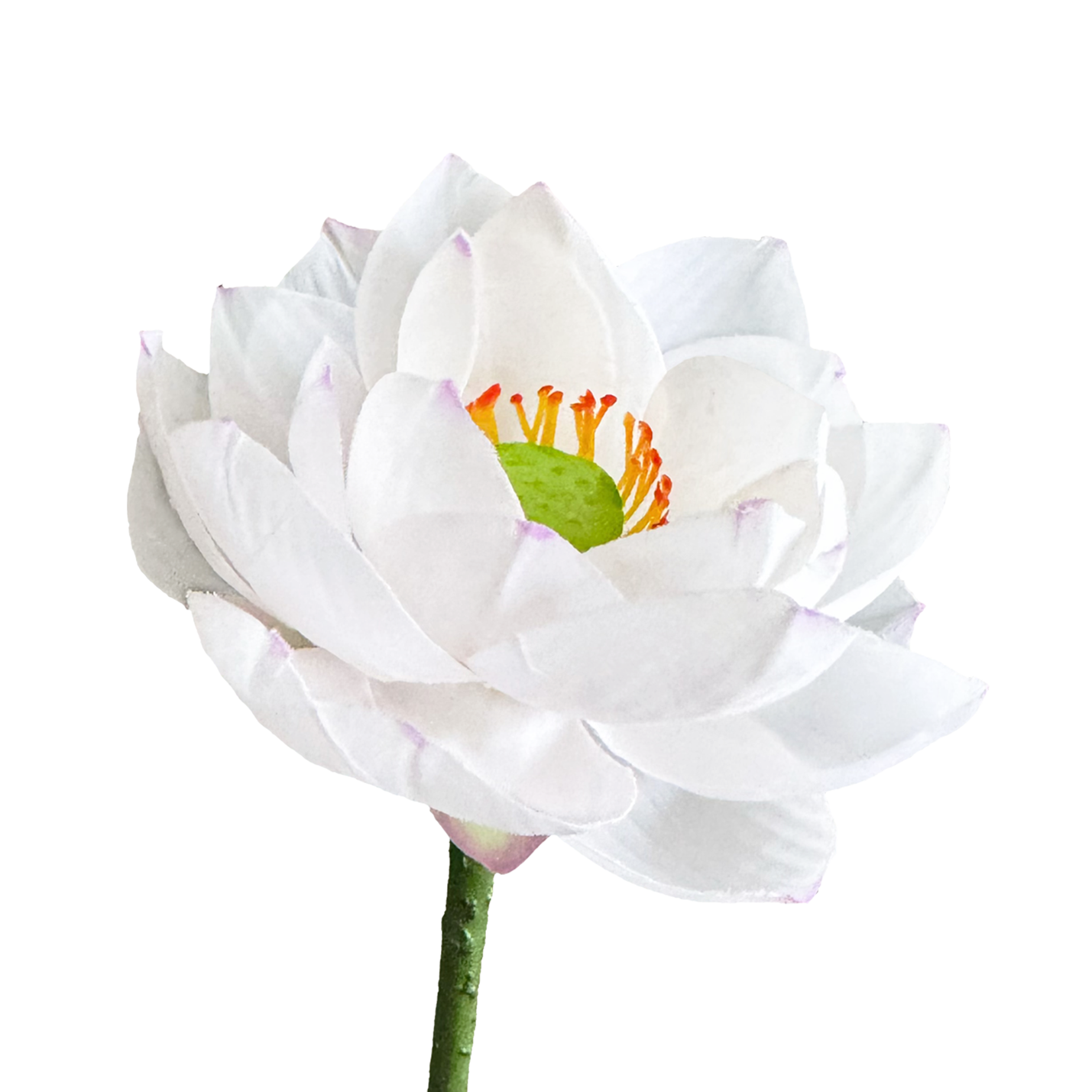 Zen Lotus Bloom — Misty White