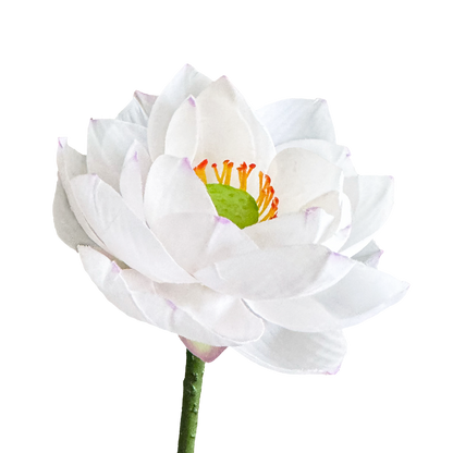 Zen Lotus Bloom — Misty White