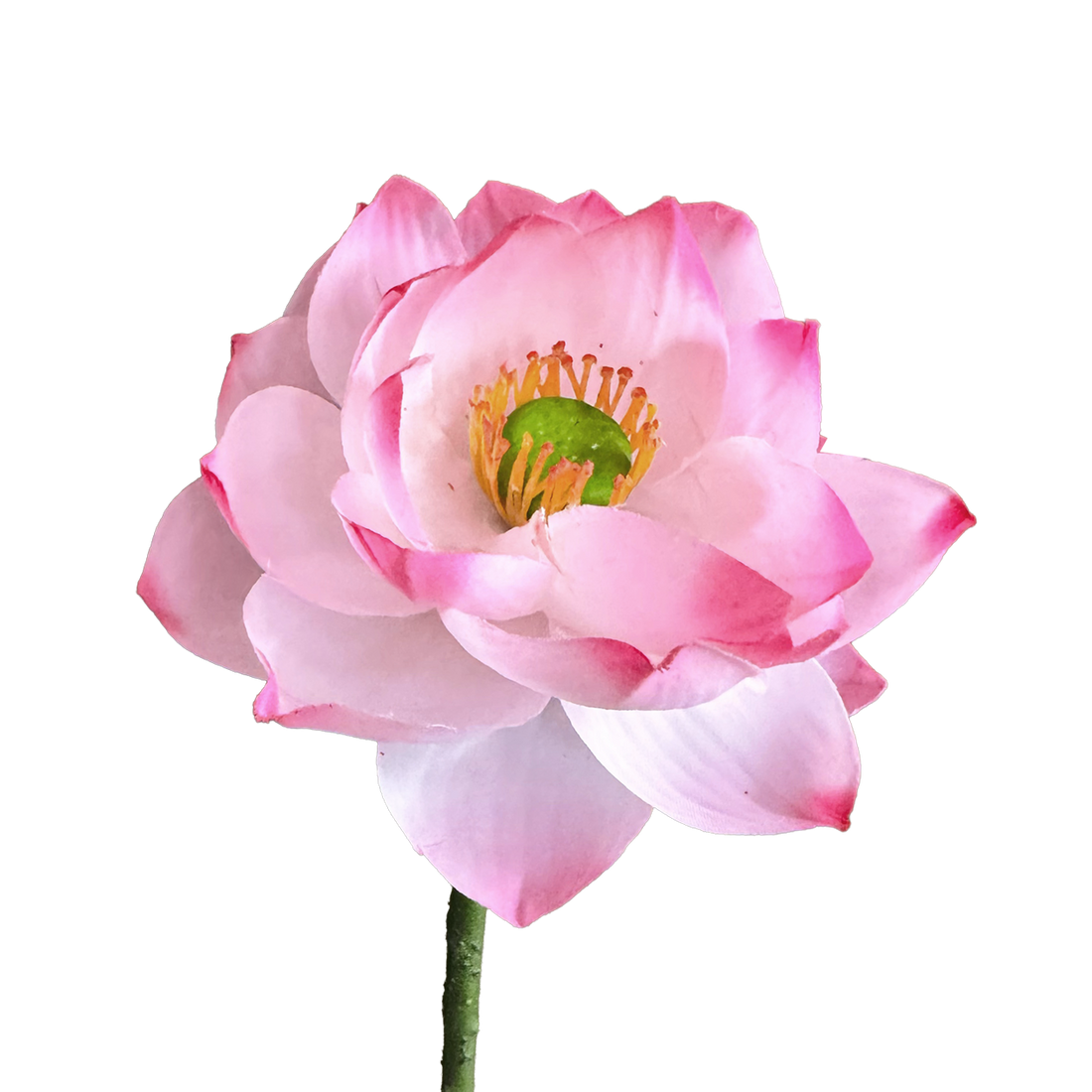 Zen Lotus Bloom — Lotus Pink