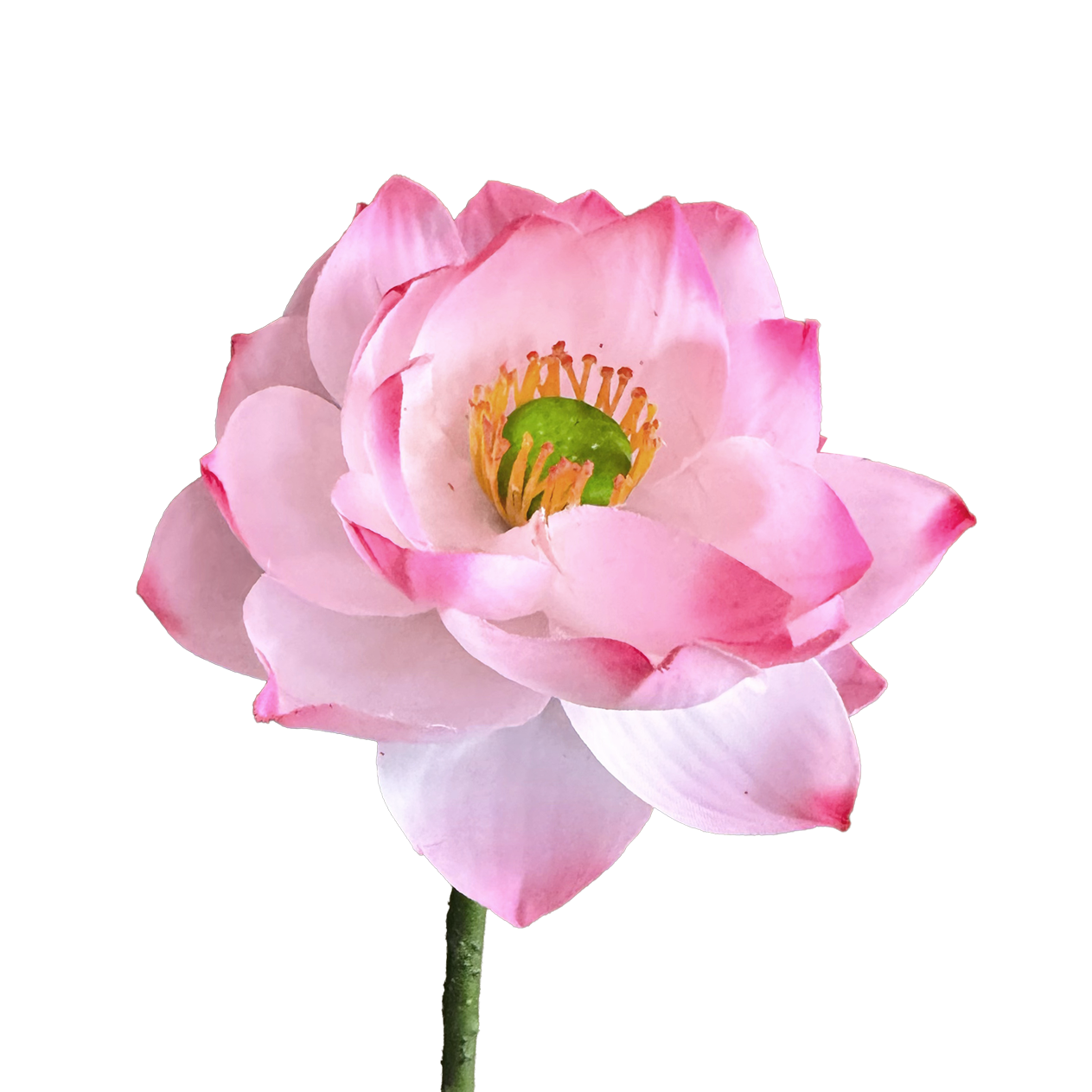 Zen Lotus Bloom — Lotus Pink