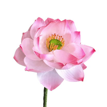 Zen Lotus Bloom — Lotus Pink