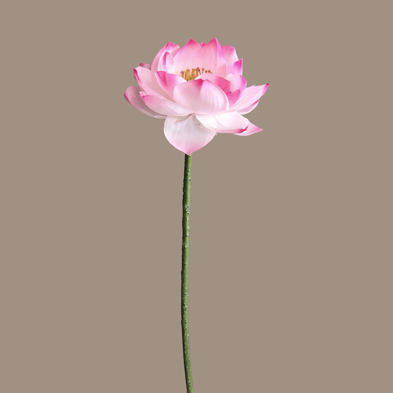 Zen Lotus Bloom — Lotus Pink
