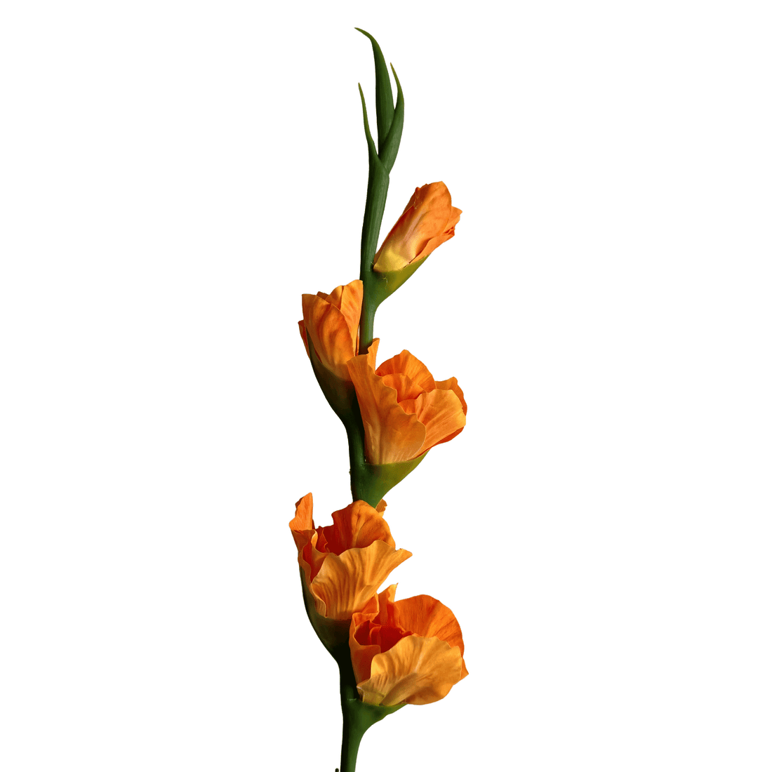 Gladiolus — Mandarin Orange