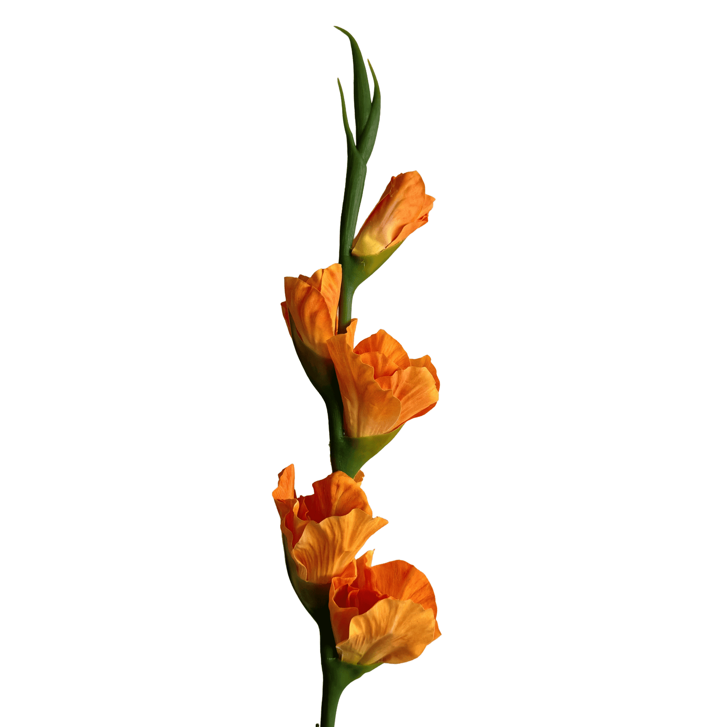 Gladiolus — Mandarin Orange