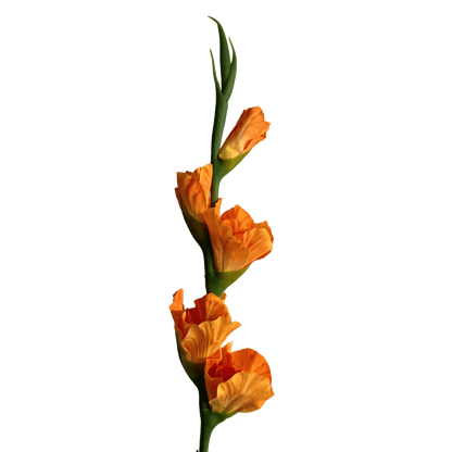 Gladiolus — Mandarin Orange
