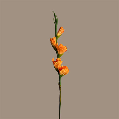 Gladiolus — Mandarin Orange
