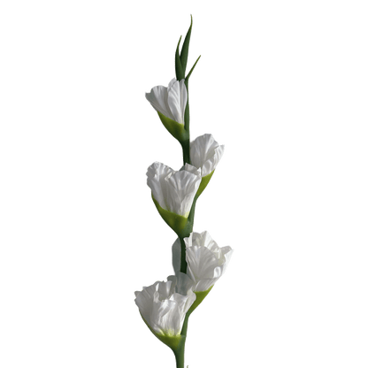 Gladiolus — Pure White
