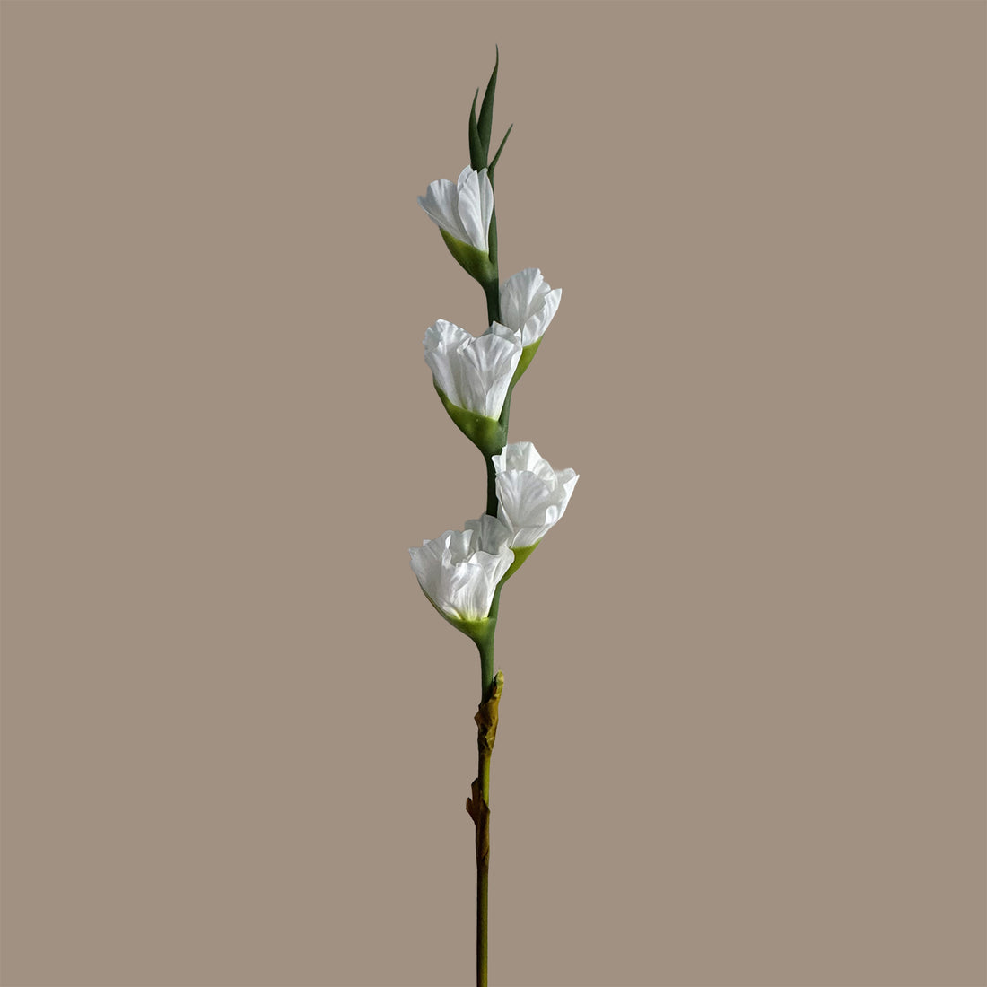 Gladiolus — Pure White