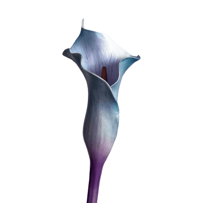 Calla Lily — Blue-Violet Bicolour