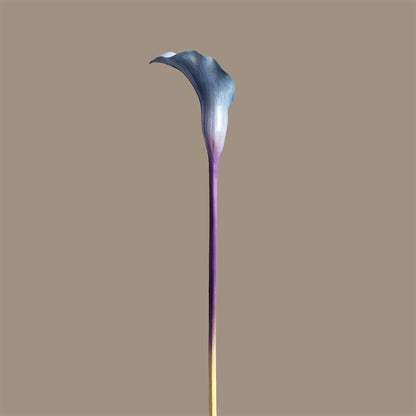 Calla Lily — Blue-Violet Bicolour