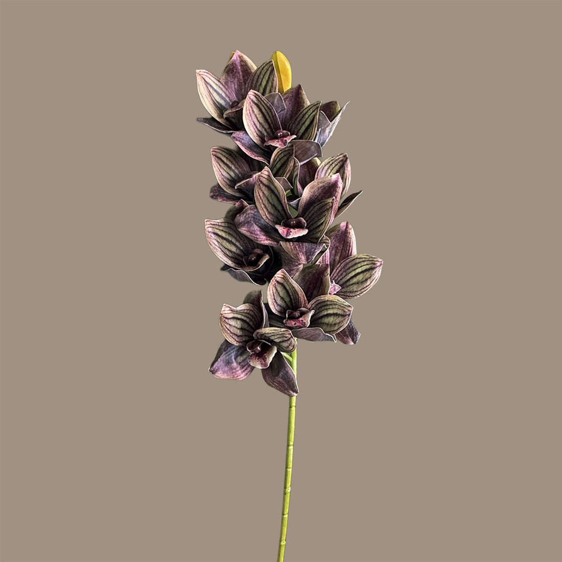 Cymbidium Orchid Spray — Charcoal-Plum Veined