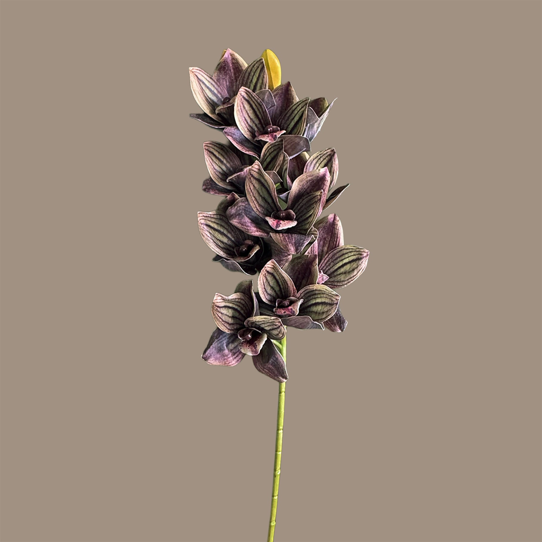 Cymbidium Orchid Spray — Charcoal-Plum Veined
