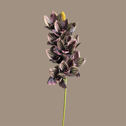 Cymbidium Orchid Spray — Charcoal-Plum Veined