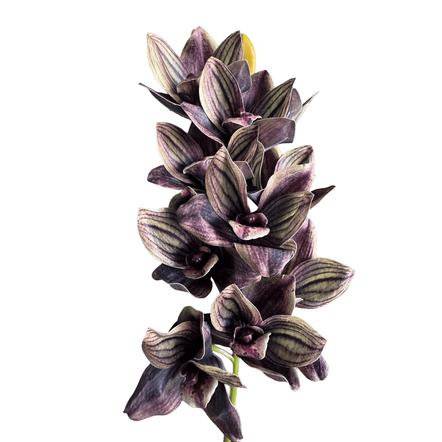 Cymbidium Orchid Spray — Charcoal-Plum Veined