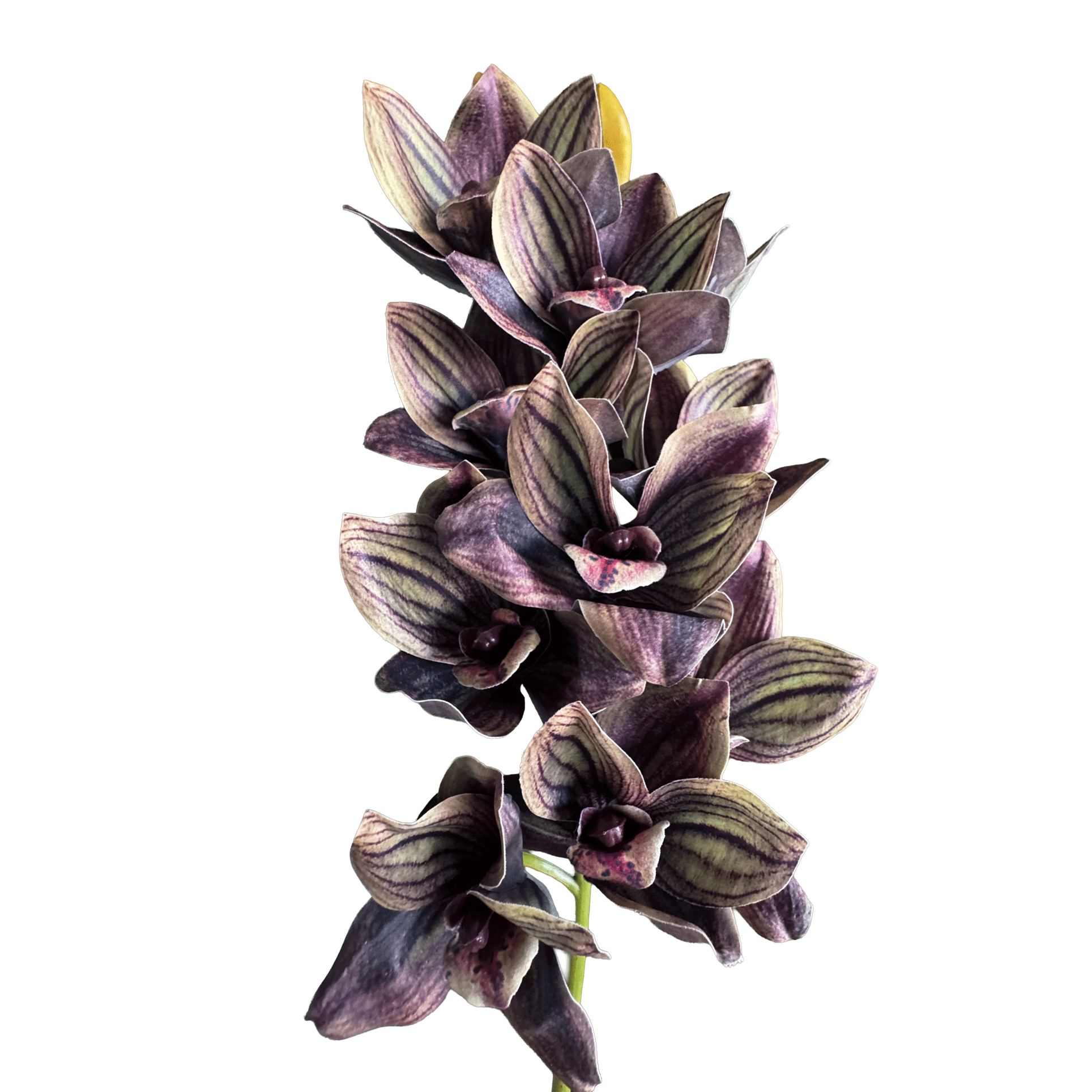 Cymbidium Orchid Spray — Charcoal-Plum Veined