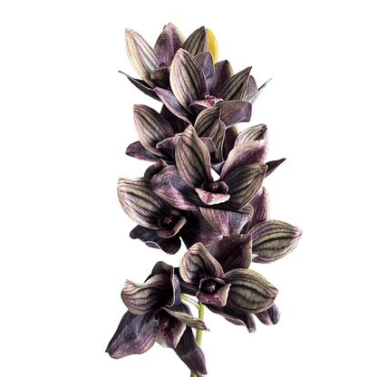 Cymbidium Orchid Spray — Charcoal-Plum Veined