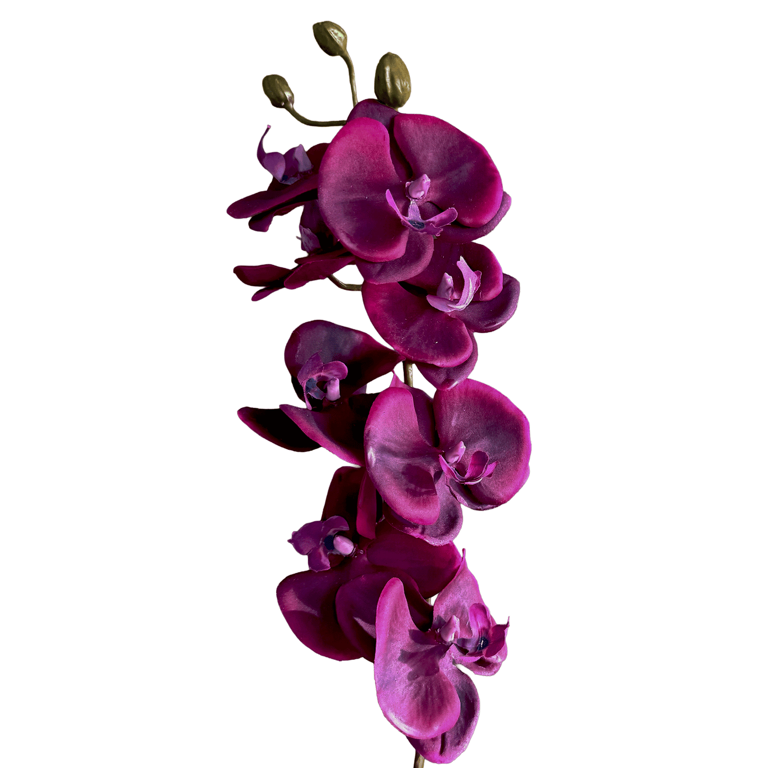 Profile-Slim Phalaenopsis Orchid — Amethyst Fuchsia