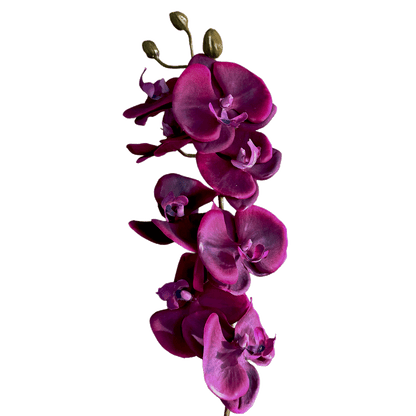 Profile-Slim Phalaenopsis Orchid — Amethyst Fuchsia